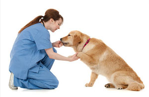 Dog Trainer in Hanley Child Area