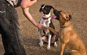 Dog Training Calke Derbyshire