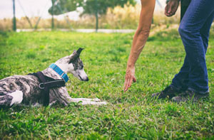 Local Dog Training Edgarley