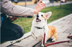 Local Dog Training Hanley Child