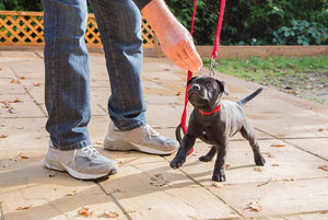 Puppy Training Knolton Clwyd